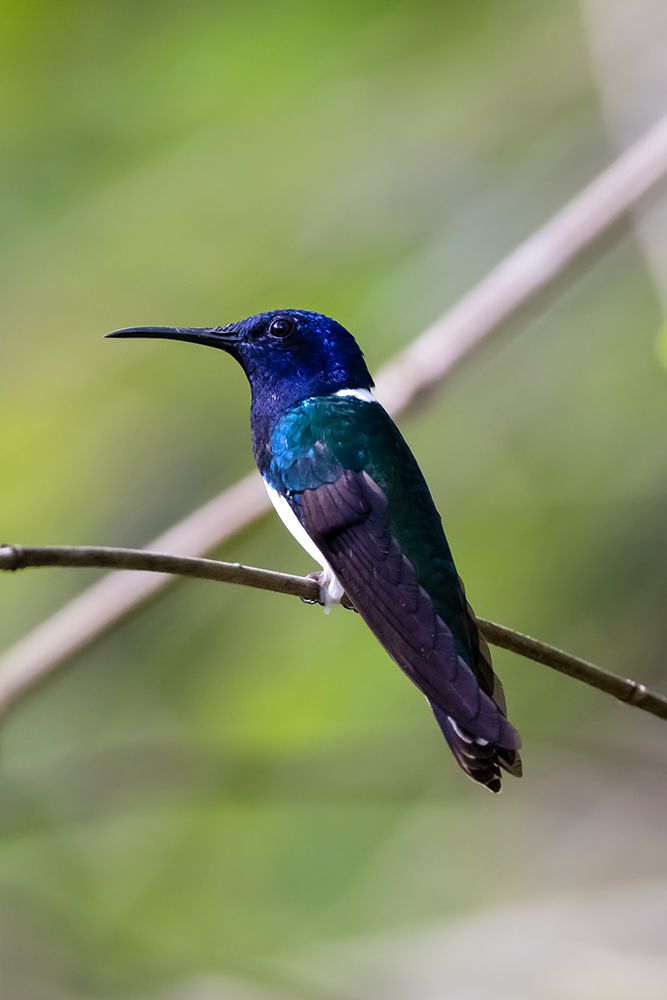 Belize-Central America-White-necked Jacobin-Feeding at Chan Chick Ecolodge